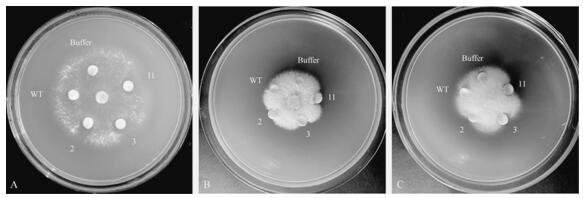 Lilium regale chitinase gene LrCHI2 and application thereof