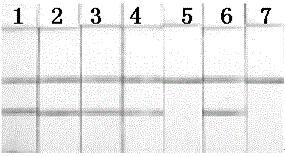 Hyphantria cunea constant temperature nucleic acid detection kit and detection method thereof