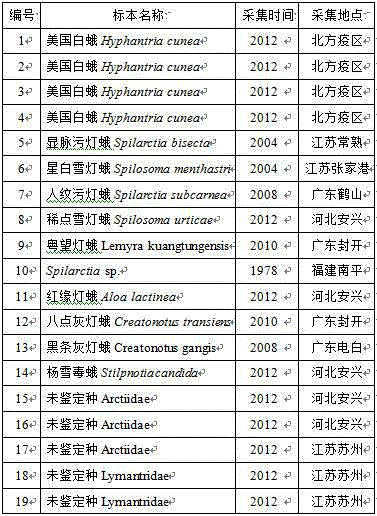 Hyphantria cunea constant temperature nucleic acid detection kit and detection method thereof