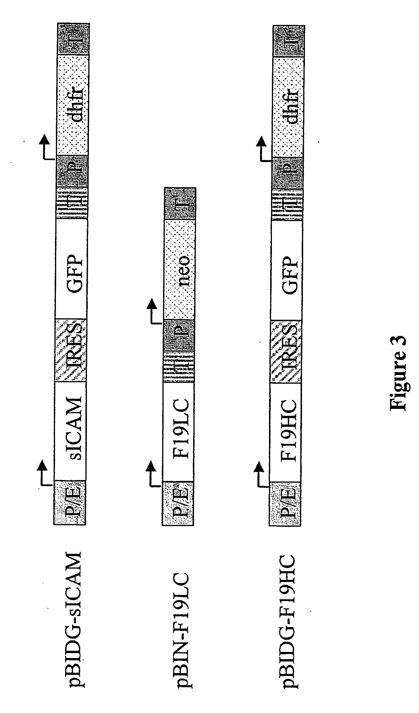 Expression vector, methods for the production of heterologous gene products and for the selection of recombinant cells producing high levels of such products