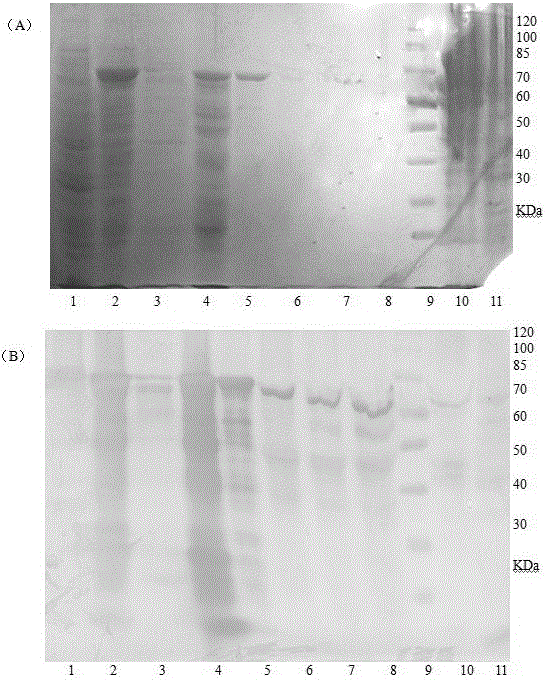 Preparation method and application of soluble housefly MdproPO1 recombination protein