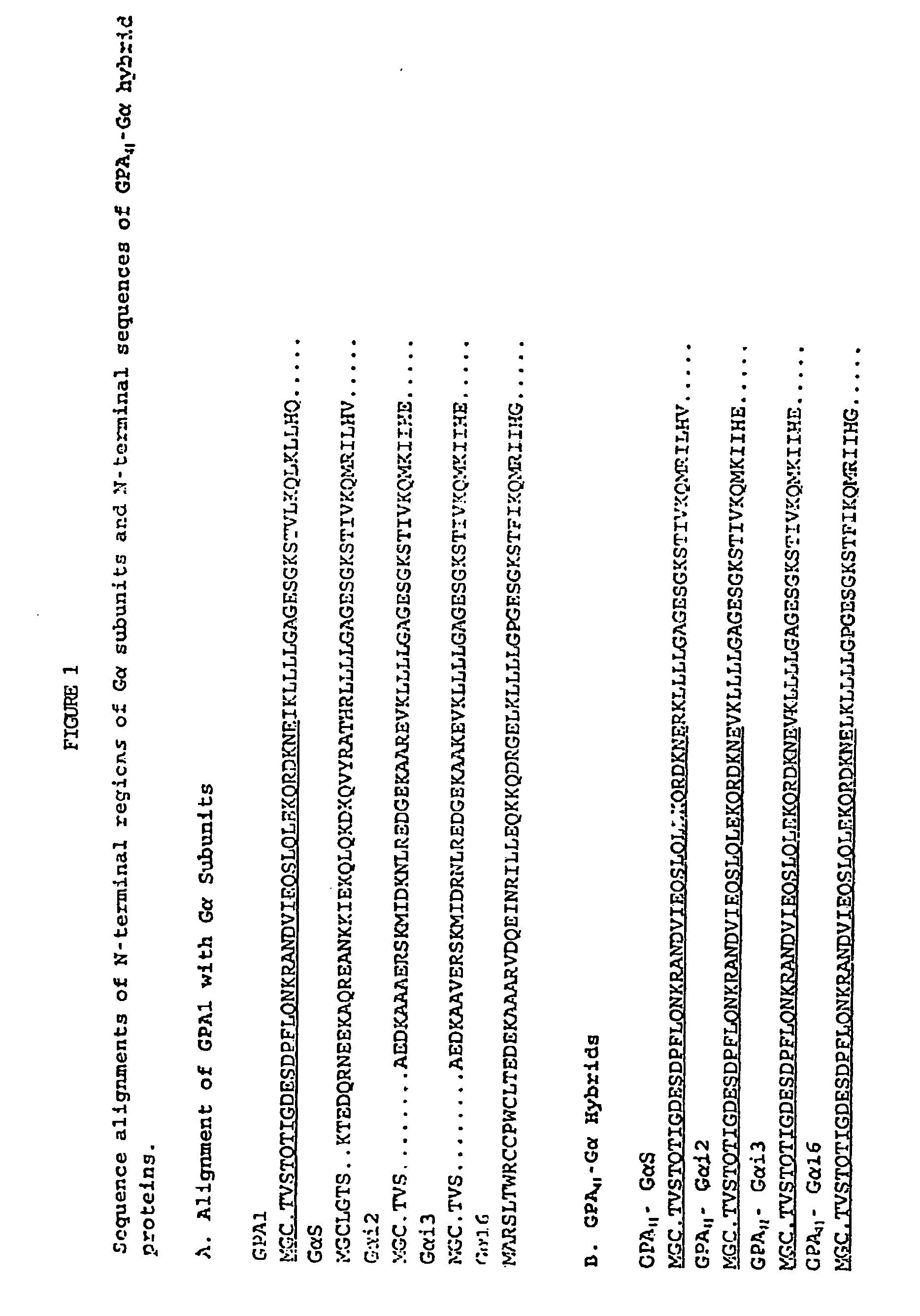 Yeast cells expressing modified g proteins and methods of use therefor