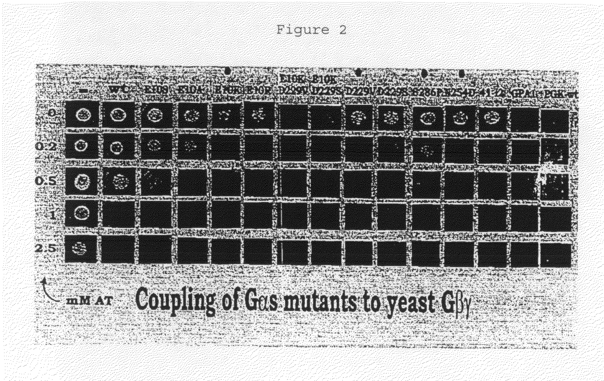 Yeast cells expressing modified g proteins and methods of use therefor