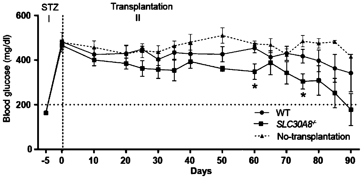 Anti-diabetic pancreatic beta cells with down-regulated SLC30A8 gene expression and application thereof