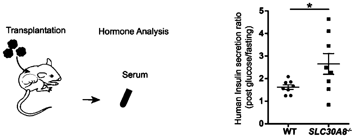 Anti-diabetic pancreatic beta cells with down-regulated SLC30A8 gene expression and application thereof