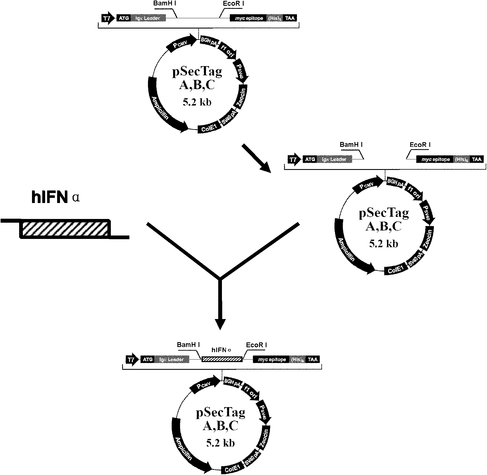Natural killer cell line modified by human interferon-alpha gene and establishing method thereof
