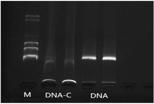 Paphiopedilum DNA extraction buffer, and preparation method and use method thereof