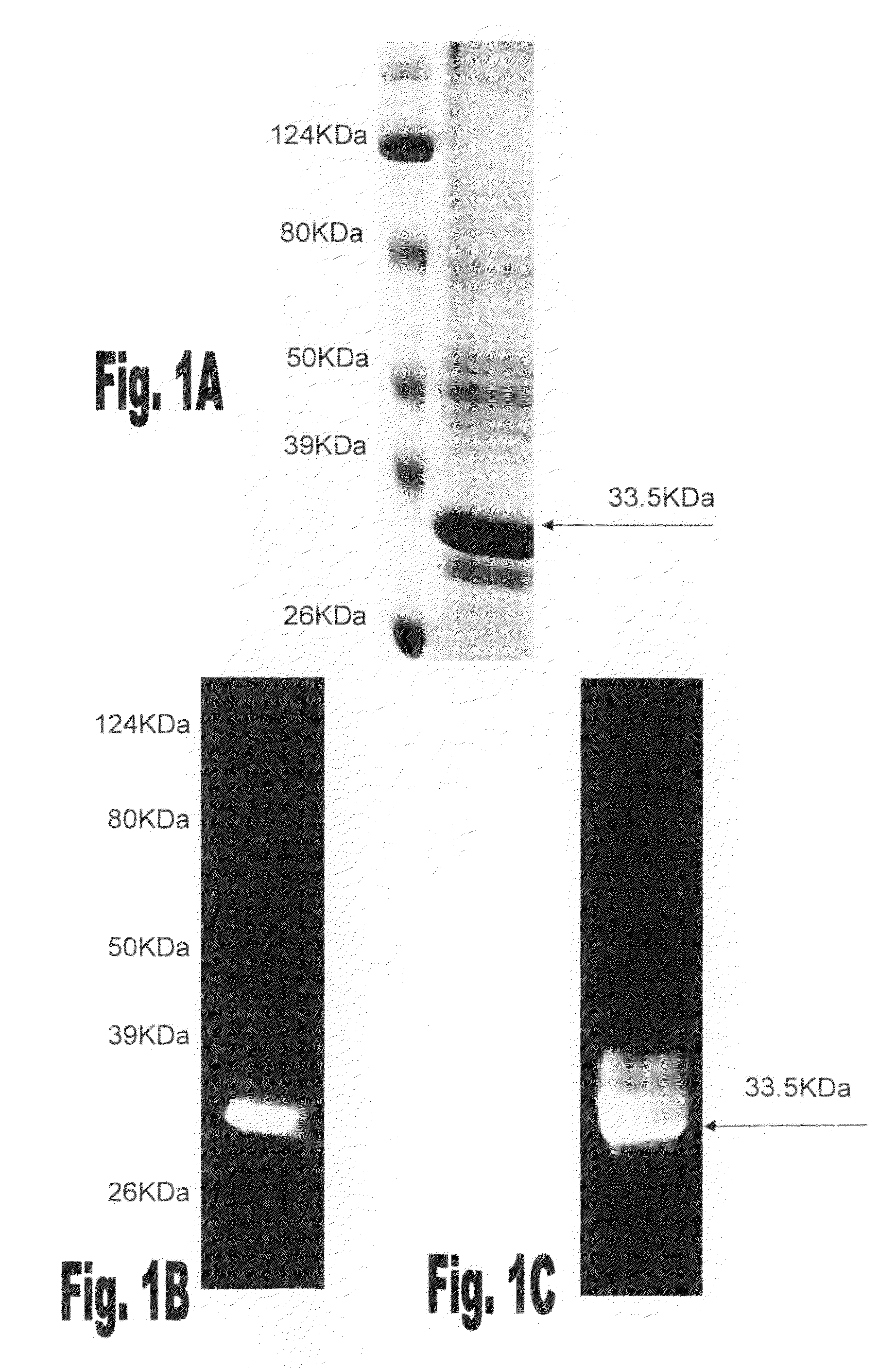 Method and compositions for preventing and treating streptococcus pneumoniae infection