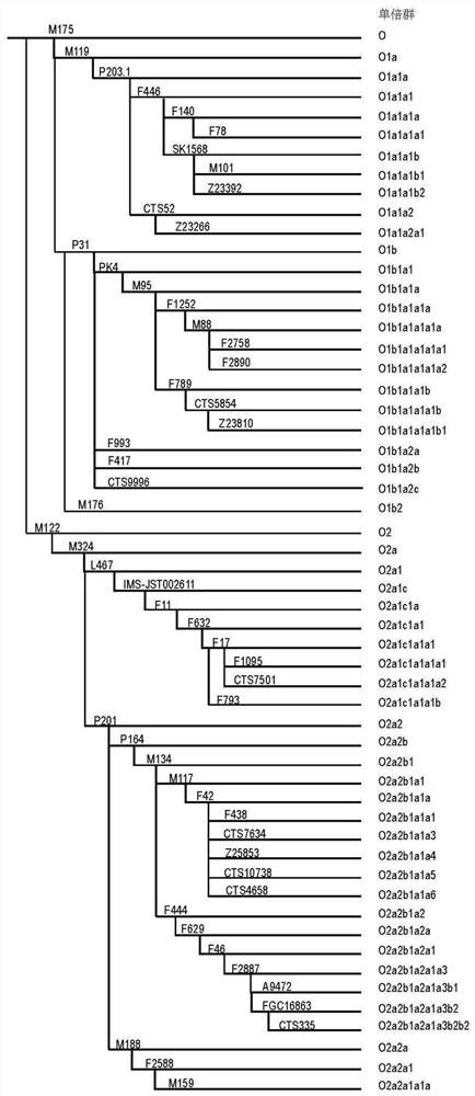 Forensic medicine compound detection kit based on 55 Y chromosome SNP genetic markers