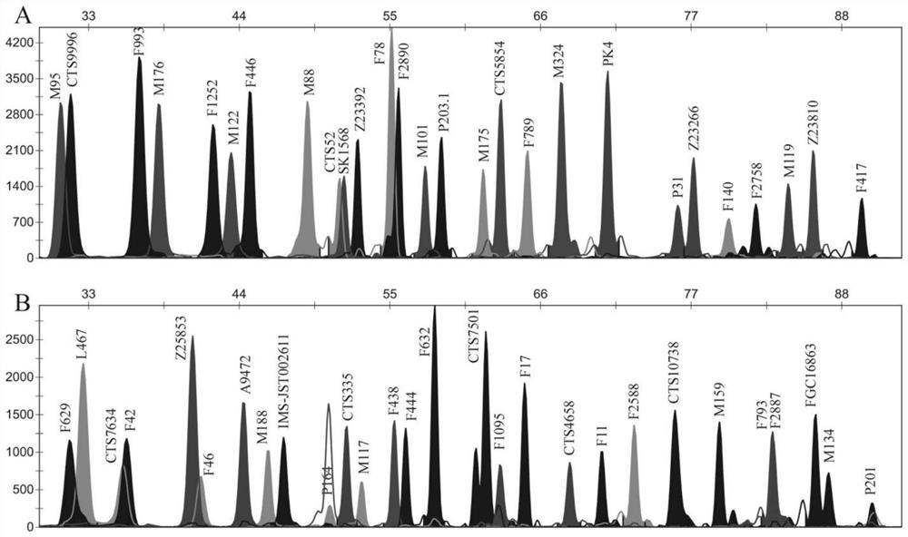 Forensic medicine compound detection kit based on 55 Y chromosome SNP genetic markers