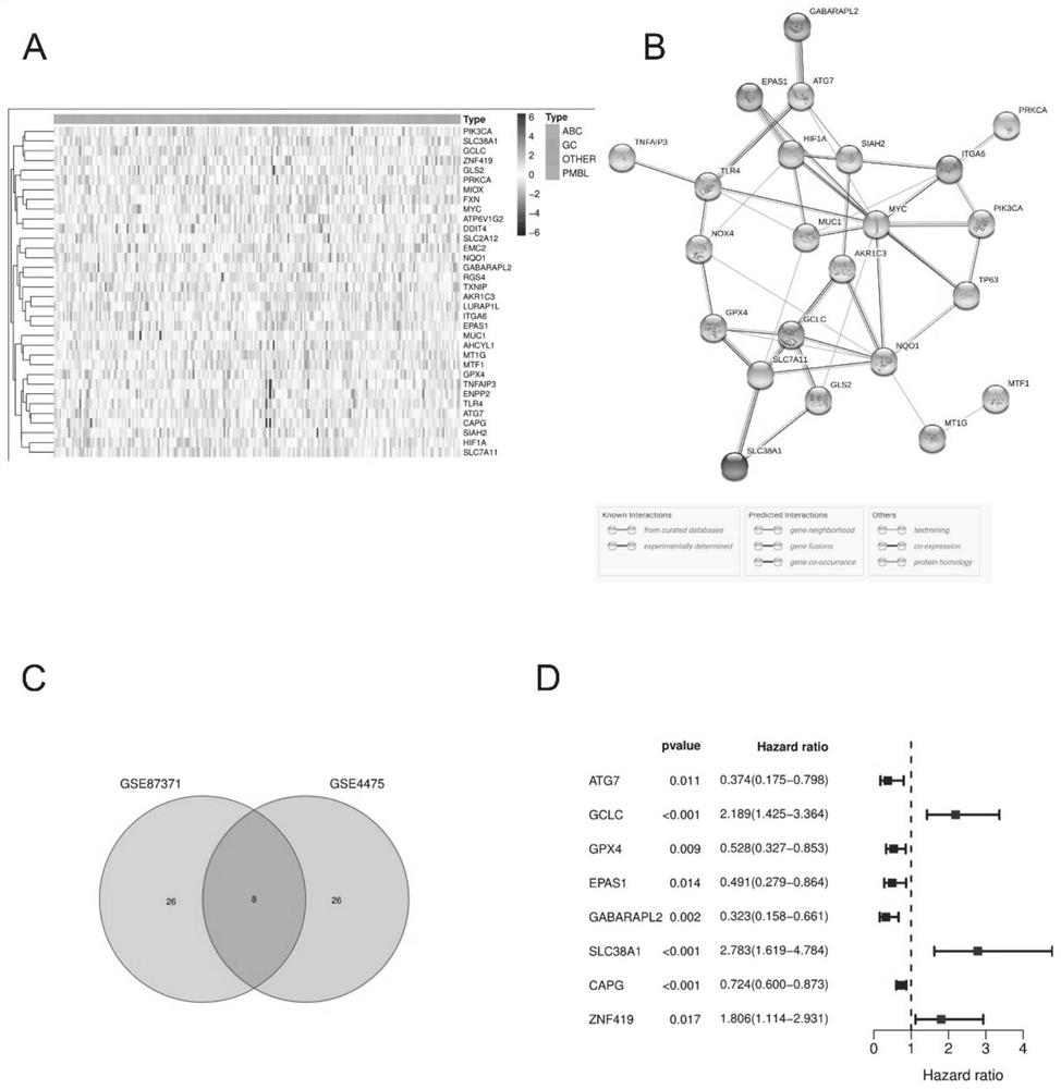 Application of ferroptosis related gene in prognosis evaluation of diffuse large B-cell lymphoma