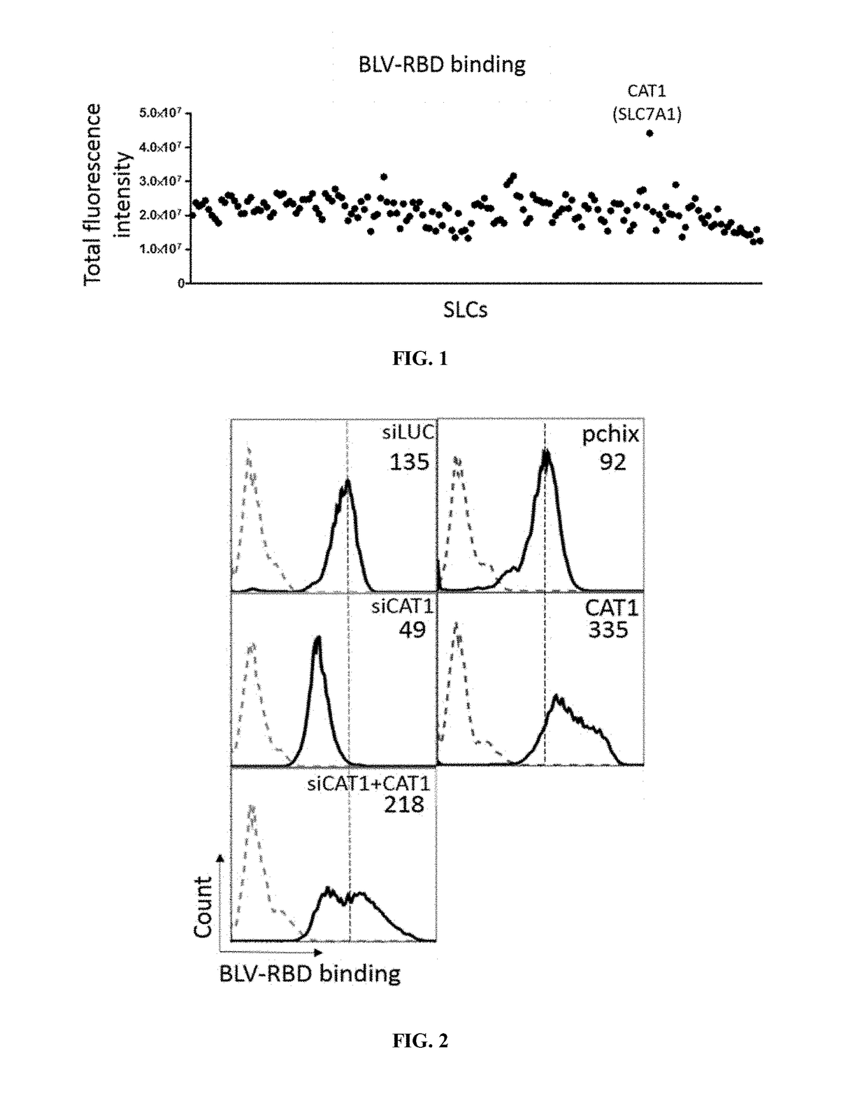 Use of receptor-binding domain derived from bovine leukemia virus for the diagnosis or treatment of cationic l-amino acid transporter-related diseases