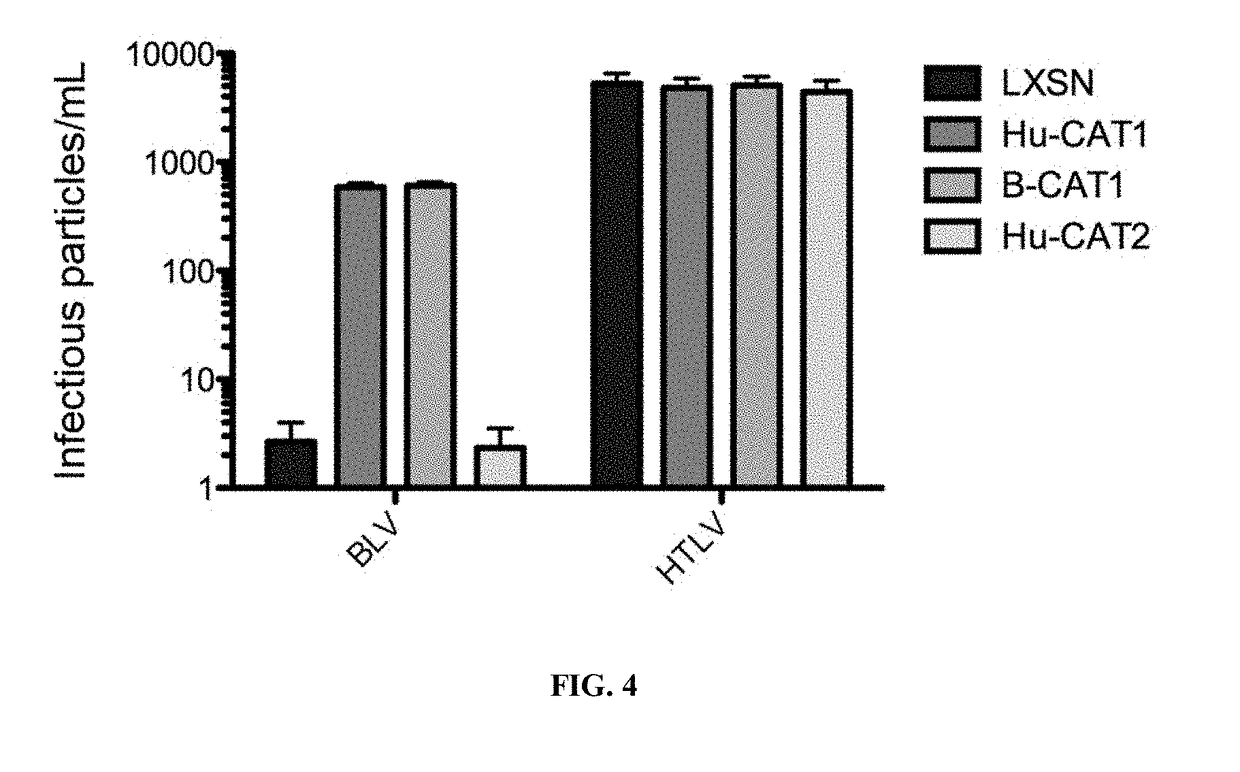 Use of receptor-binding domain derived from bovine leukemia virus for the diagnosis or treatment of cationic l-amino acid transporter-related diseases