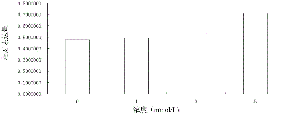Strontium chondroitin sulfate and preparation method thereof