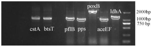 Genetic engineering bacterium for synthesizing pyruvic acid and D-alanine as well as construction method and application thereof