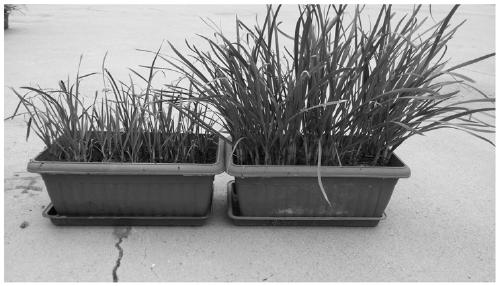 A kind of potted leek cultivation substrate and cultivation method