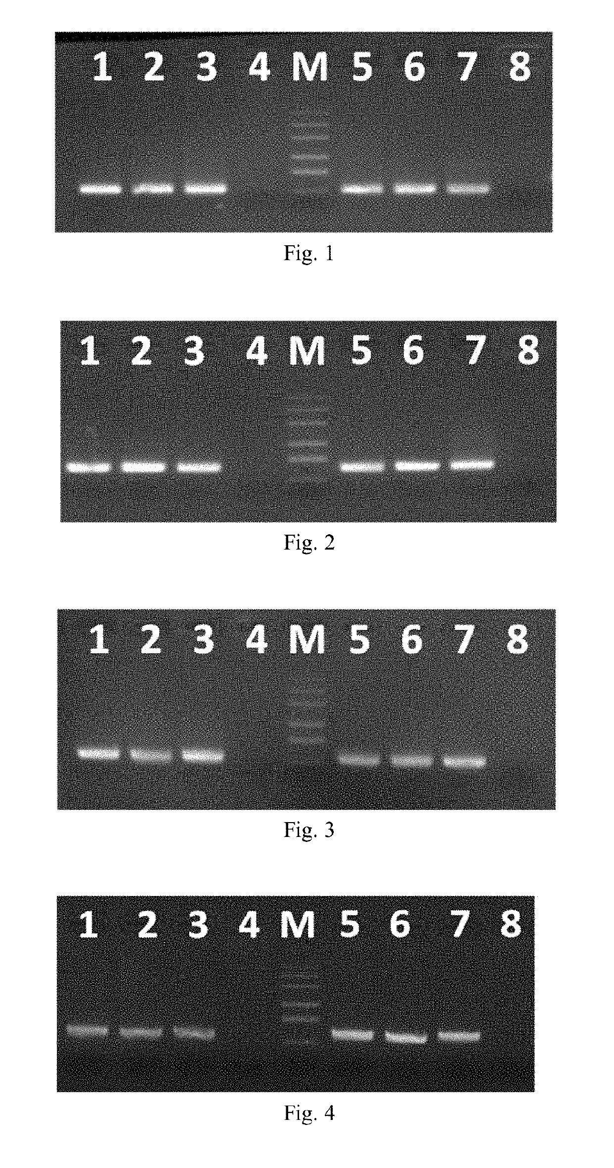 RNA reverse transcription amplification method