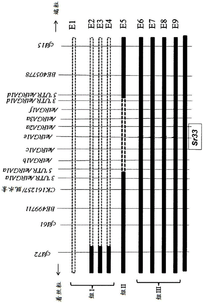 Wheat stem rust resistance gene