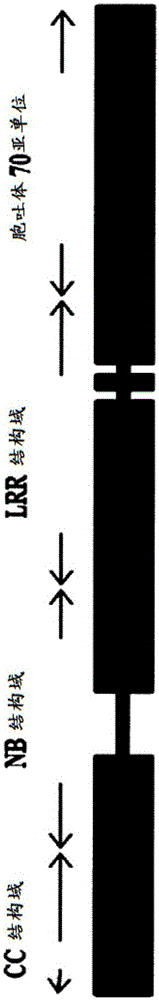 Wheat stem rust resistance gene