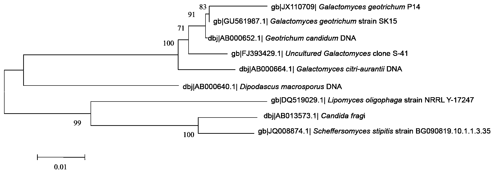 Galactomyces geotrichum P14, application method thereof, and microbial inoculum prepared from same