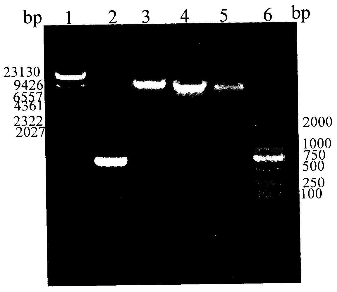 Method for screening corynebacterium crenatum endogenous high-expression promoter by using 2-DE (Two-Dimensional Electrophoresis) technique