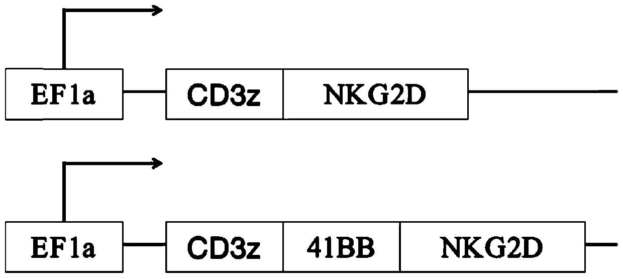Construction and application of third-generation NKG2D chimeric antigen receptor T or NK cell