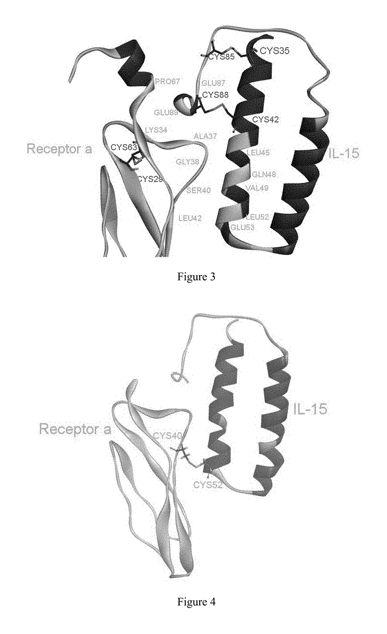 Interleukin 15 protein complex and use thereof