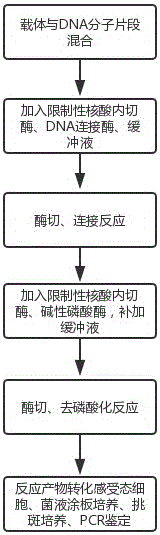 Efficient connection method of DNA fragment and carrier and application thereof, and kit