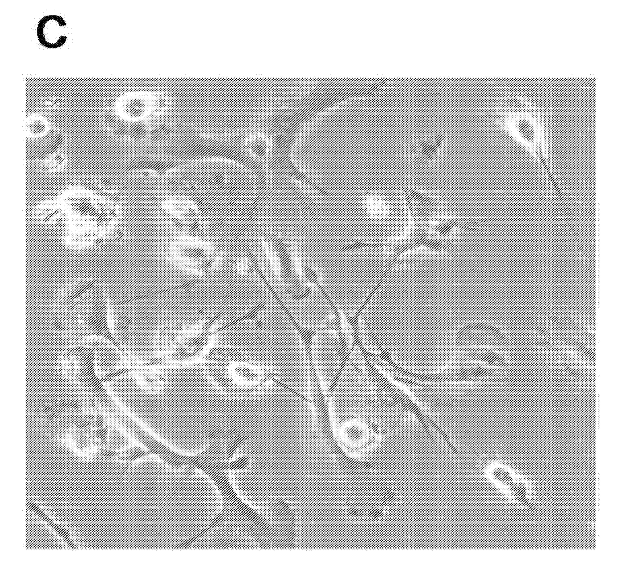 Methods for generating engineered human primary blood dendritic cell lines