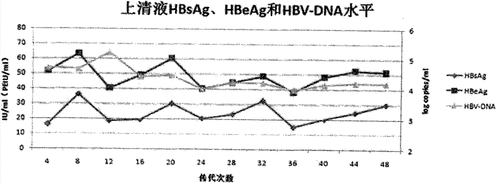 HepG2-based stable-expression HBV (hepatitis B virus) wild strain cell line and preparation method thereof