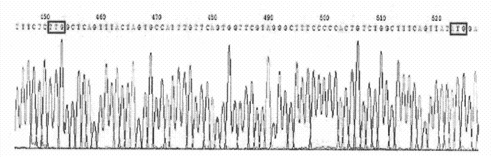 HepG2-based stable-expression HBV (hepatitis B virus) wild strain cell line and preparation method thereof