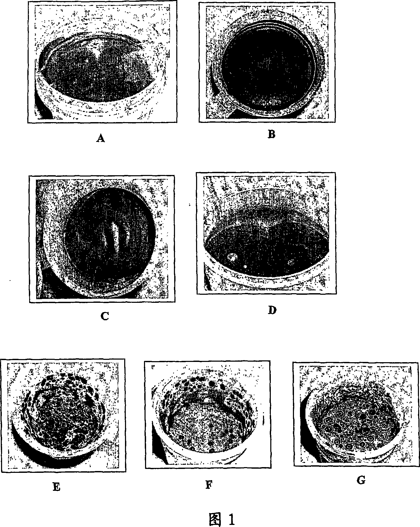 Chocolate composition