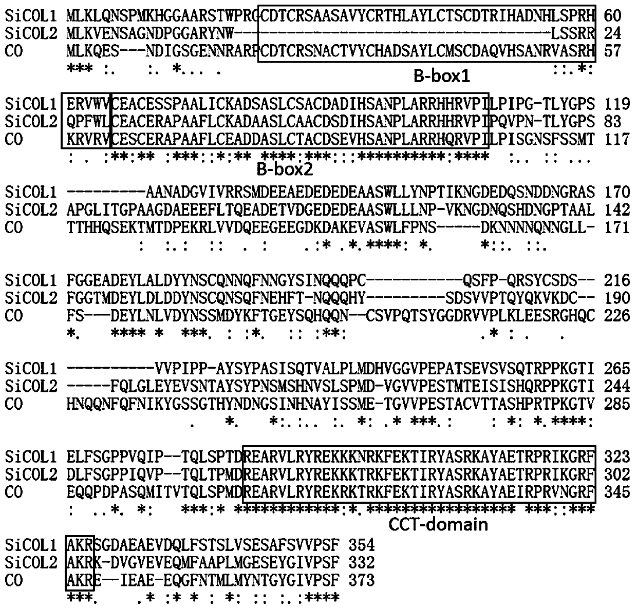 Sesame sicol1 and sicol2 genes and their application