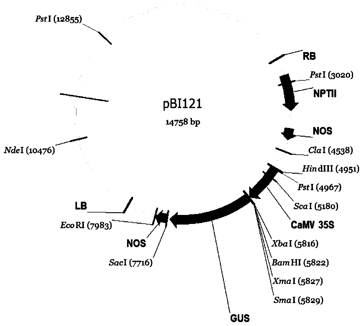 Sesame sicol1 and sicol2 genes and their application