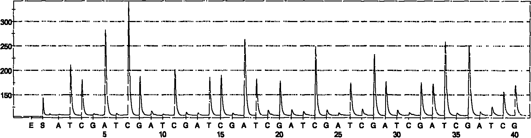 Hepatitis C sequencing and typing kit and detection method thereof