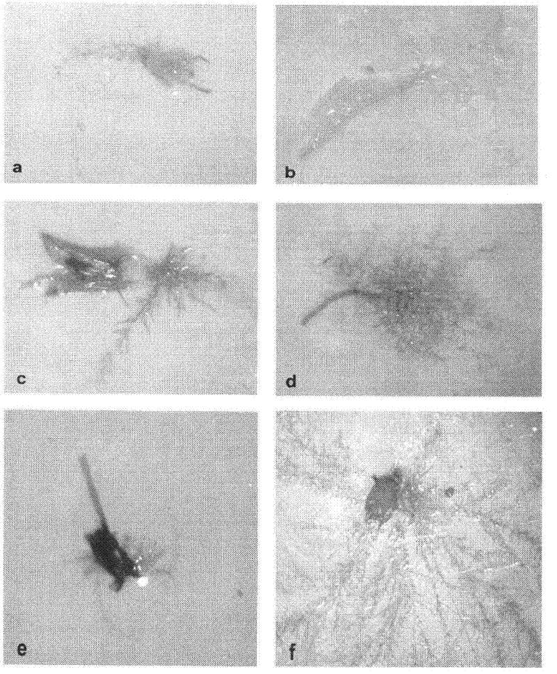 A kind of cultivation and preservation method of erythrosa dentata protonema