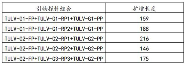 RAA primer probe for detecting Talavirus and detection method