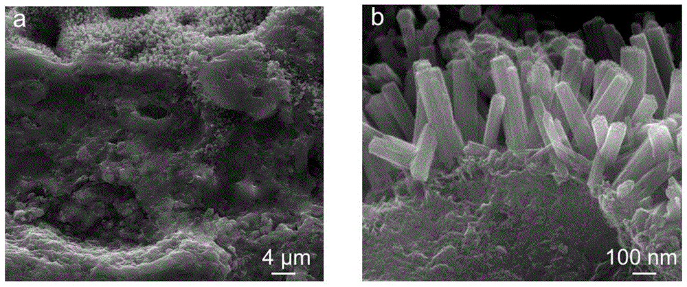 Titanium-based surface antibacterial and bone tissue regeneration-inducing functional coating and its preparation method and application