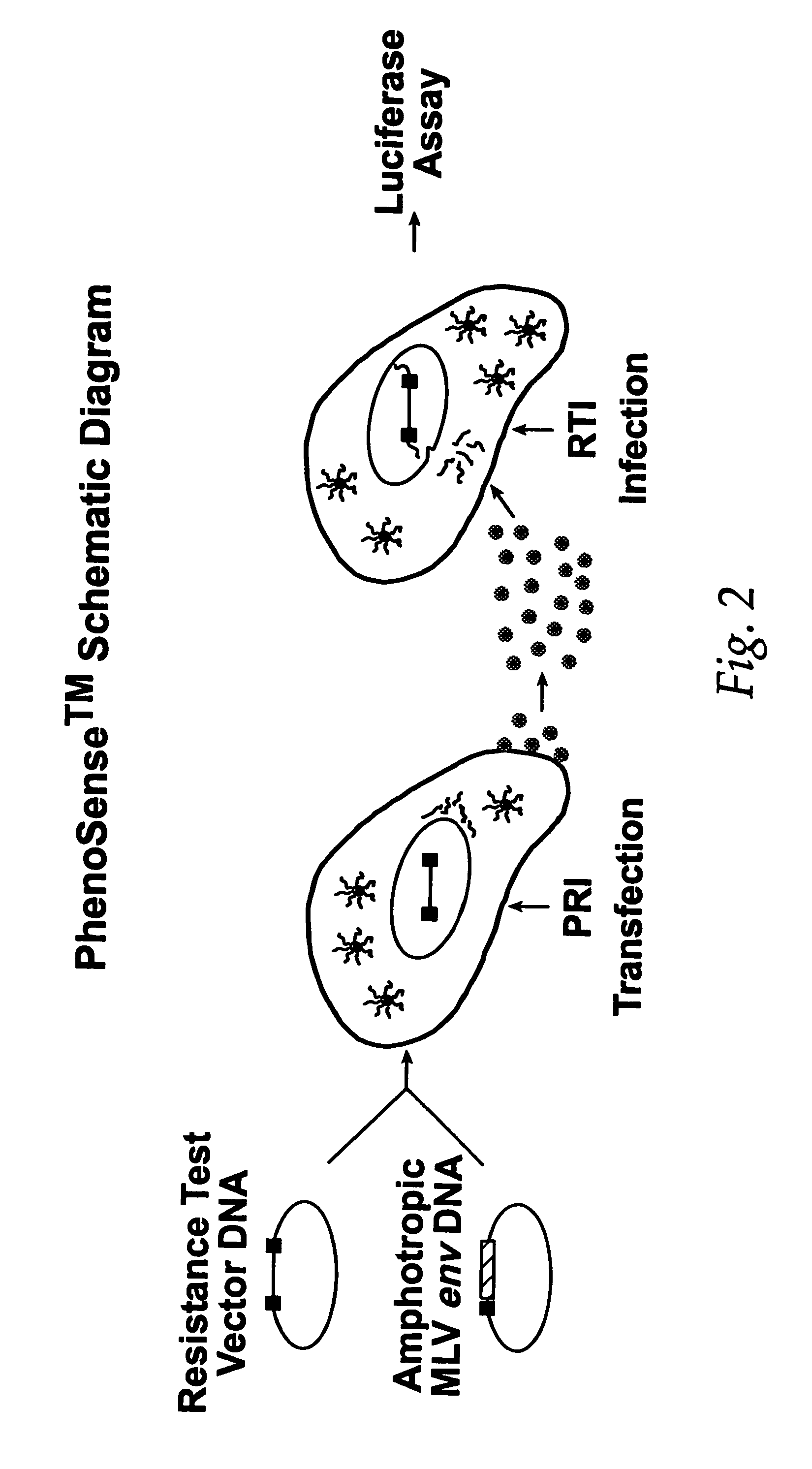 Means and methods for monitoring protease inhibitor antiretroviral therapy and guiding therapeutic decisions in the treatment of HIV/AIDS
