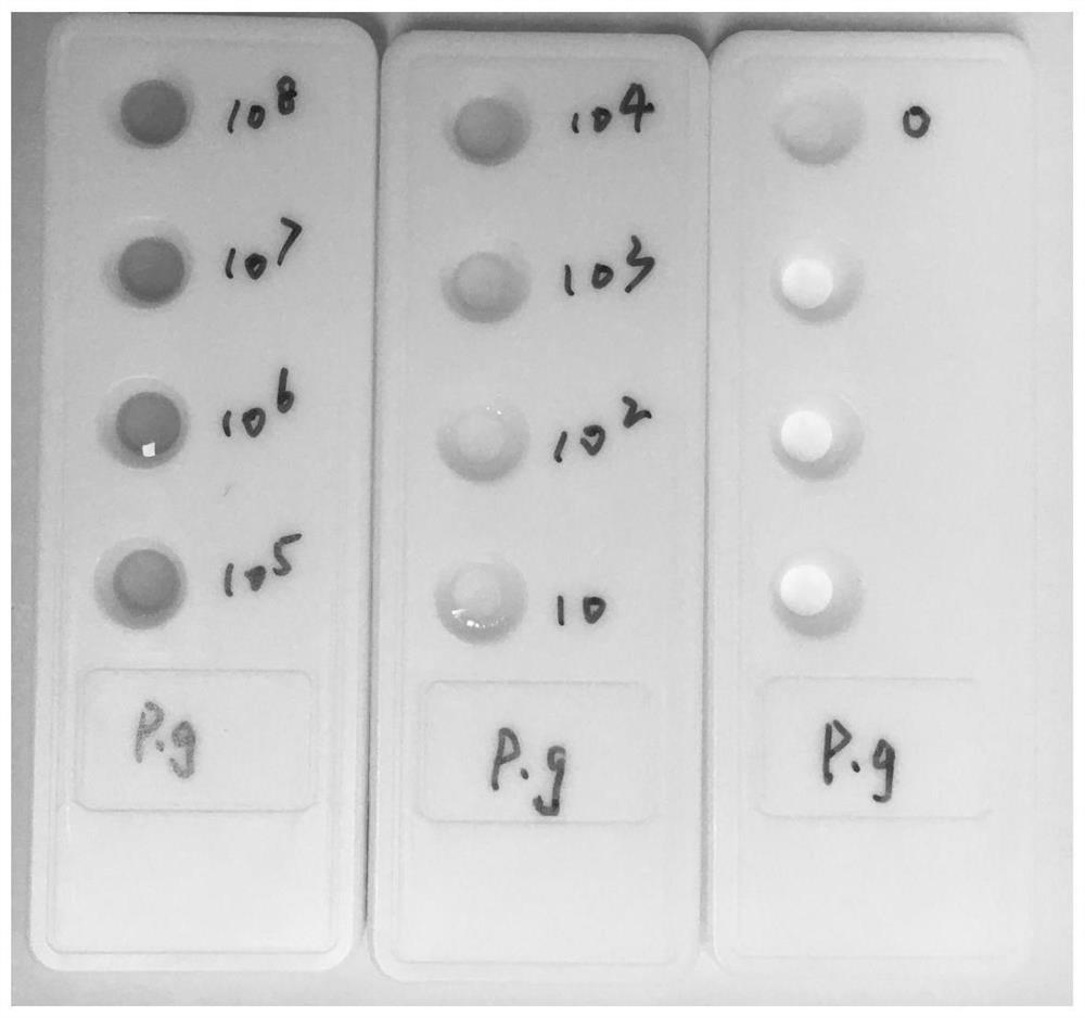 Periodontal pathogen infection marker detection kit and detection method