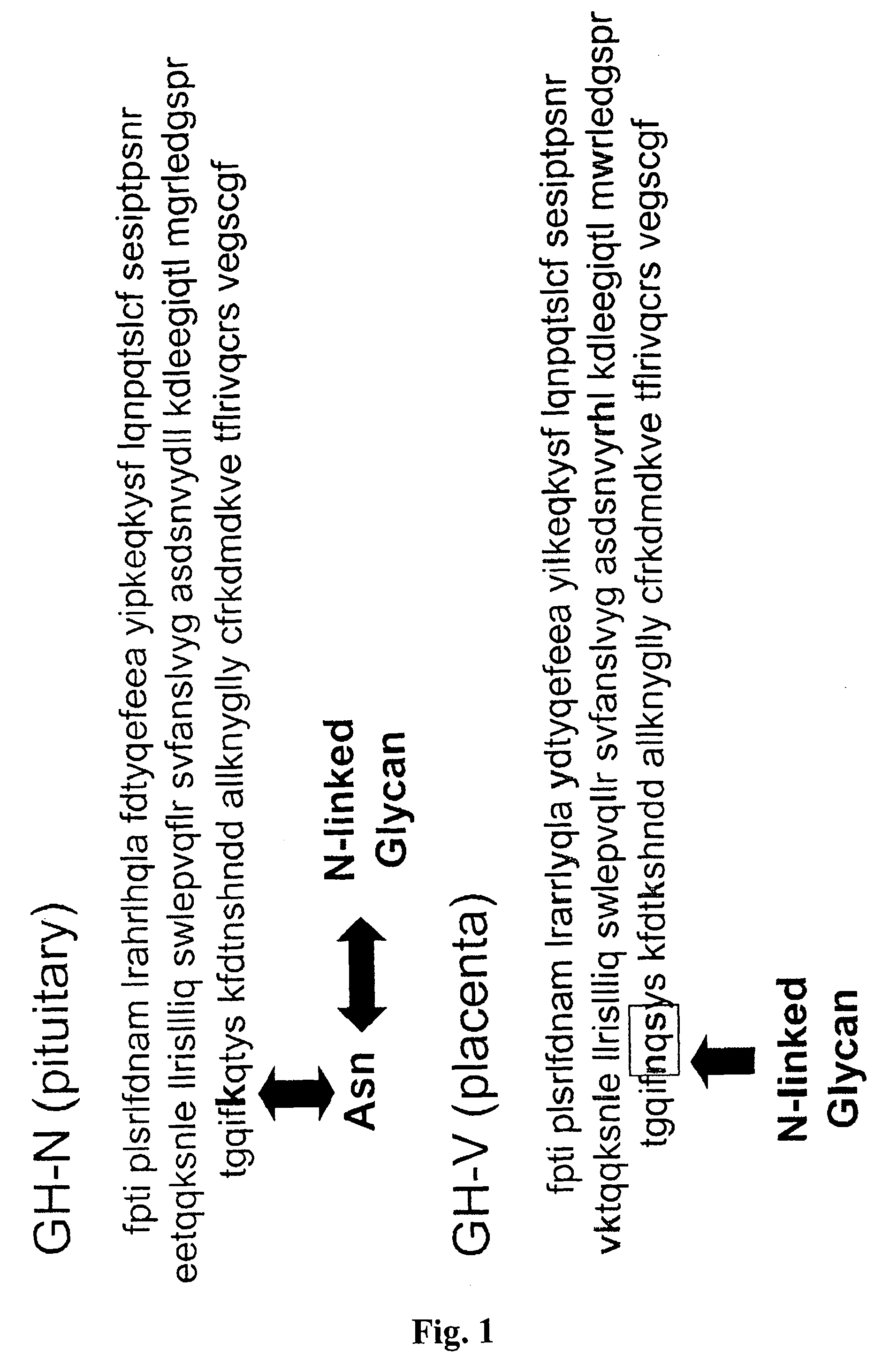 Compositions and methods for the preparation of human growth hormone glycosylation mutants