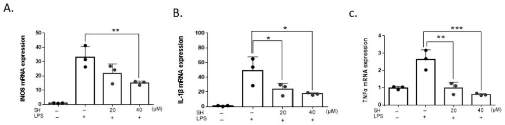 Application of shionone in preparation of medicine for treating cerebral arterial thrombosis