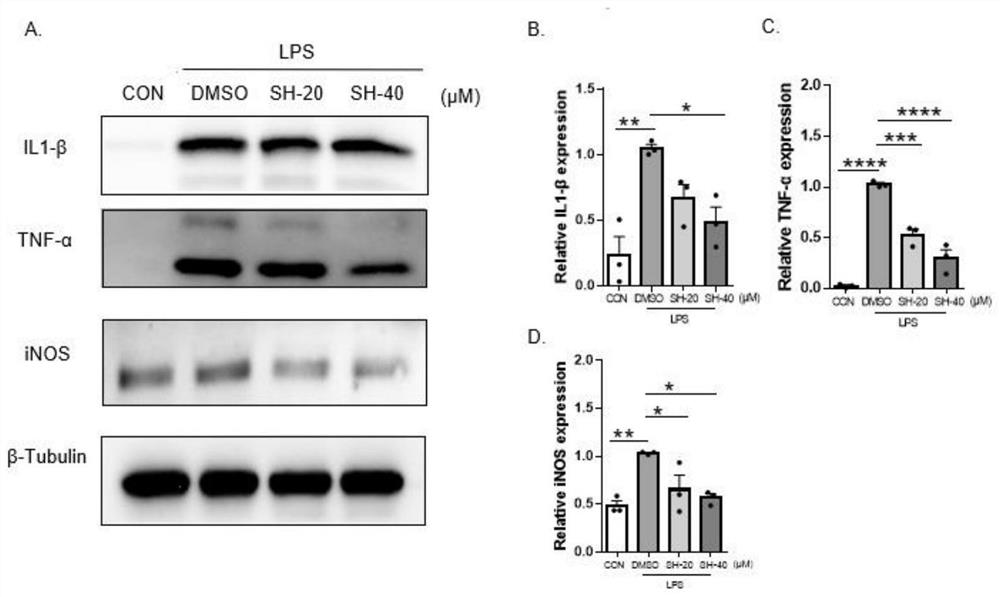 Application of shionone in preparation of medicine for treating cerebral arterial thrombosis