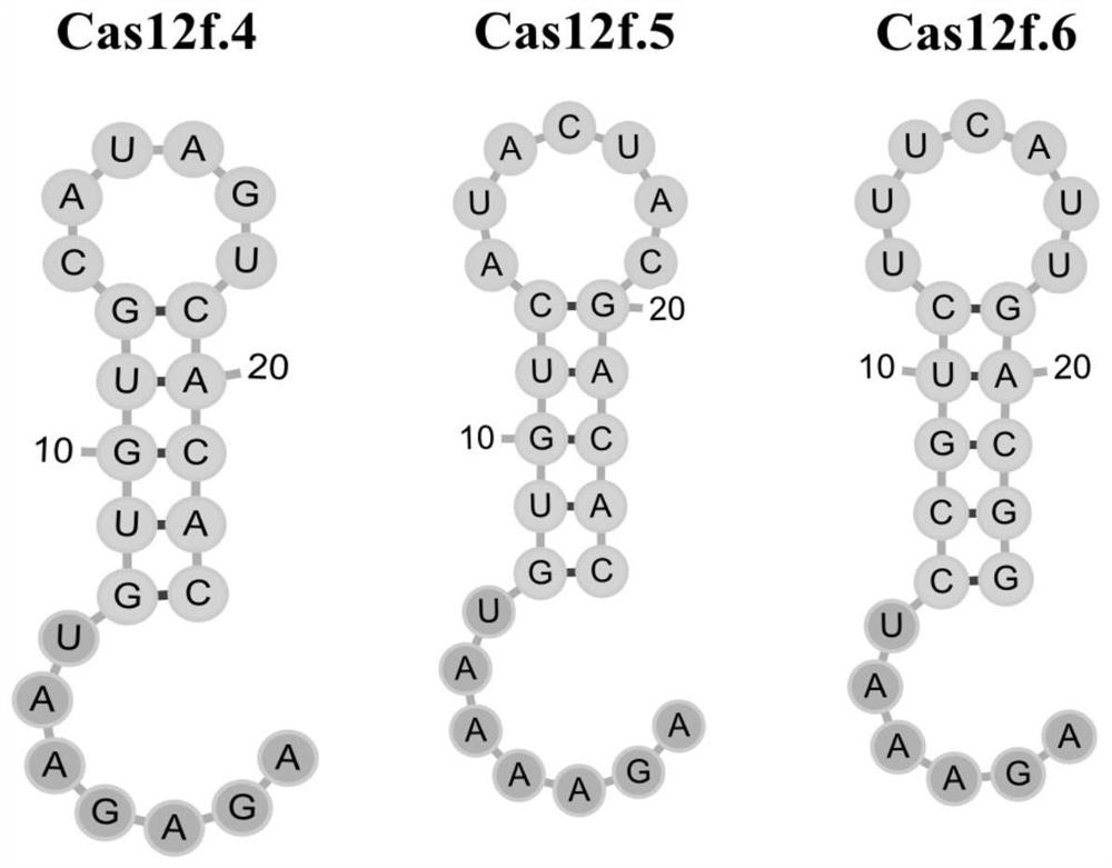 Novel CRISPR/Cas12f enzymes and systems