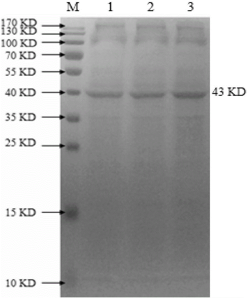 Indirect ELISA detection method of clostridium perfringens type A toxin antibody