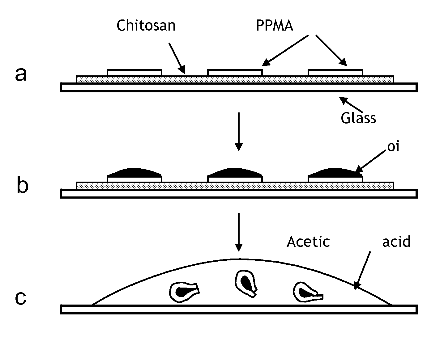 Self-folding polymer microparticles