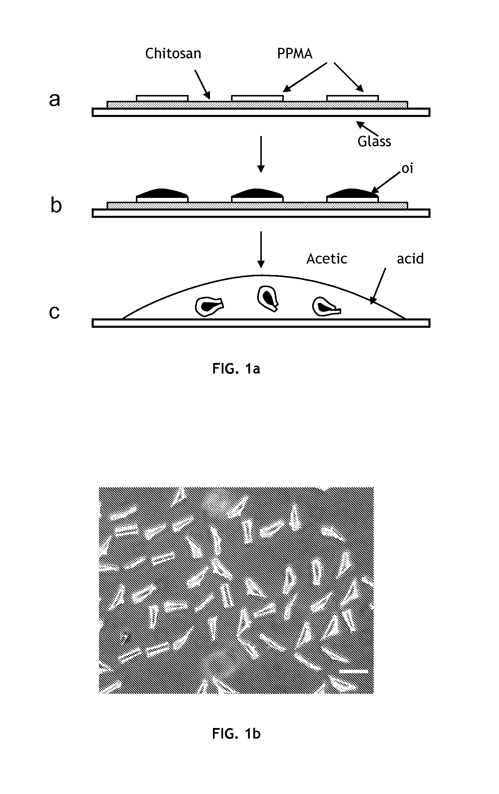 Self-folding polymer microparticles