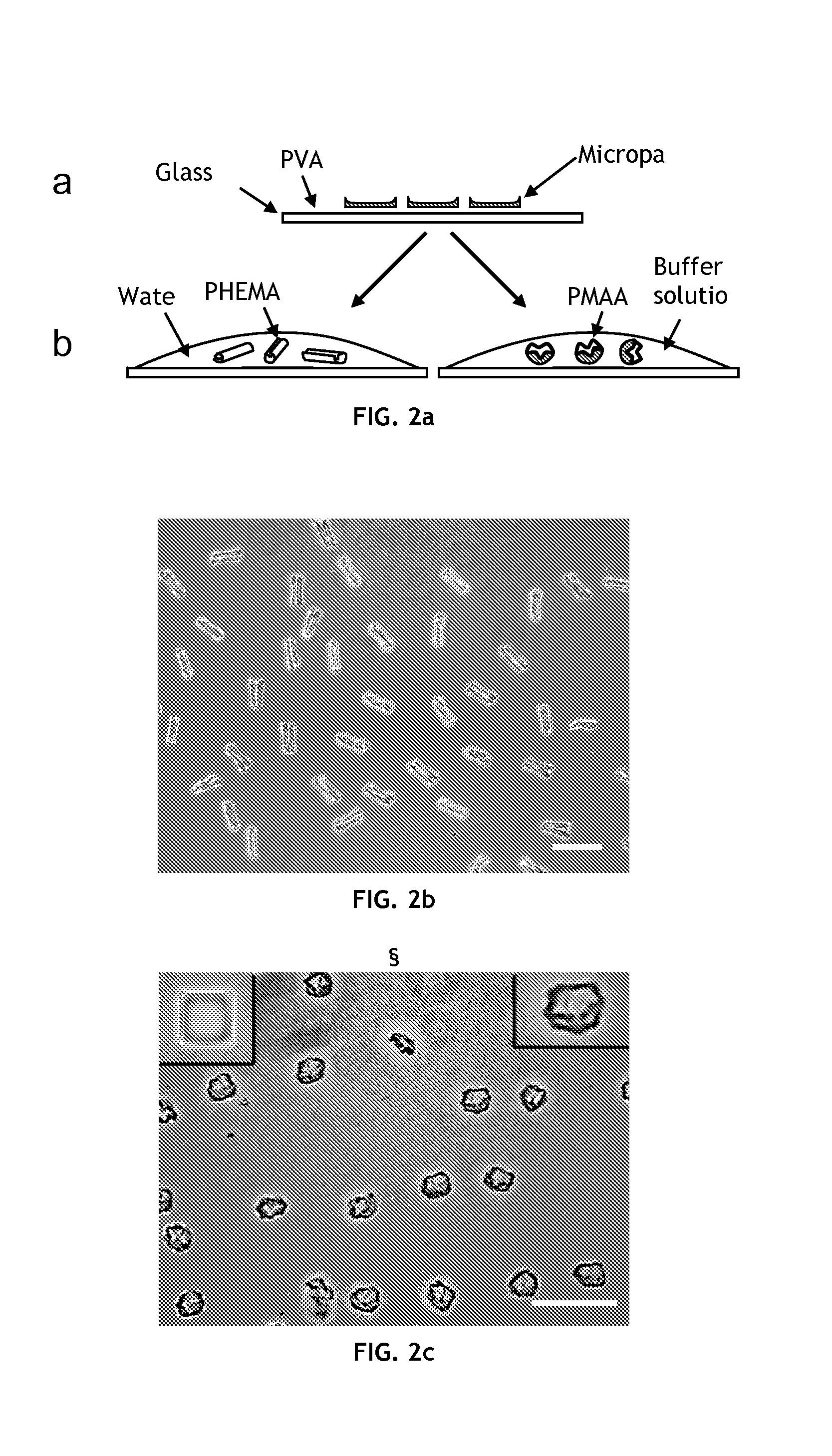 Self-folding polymer microparticles