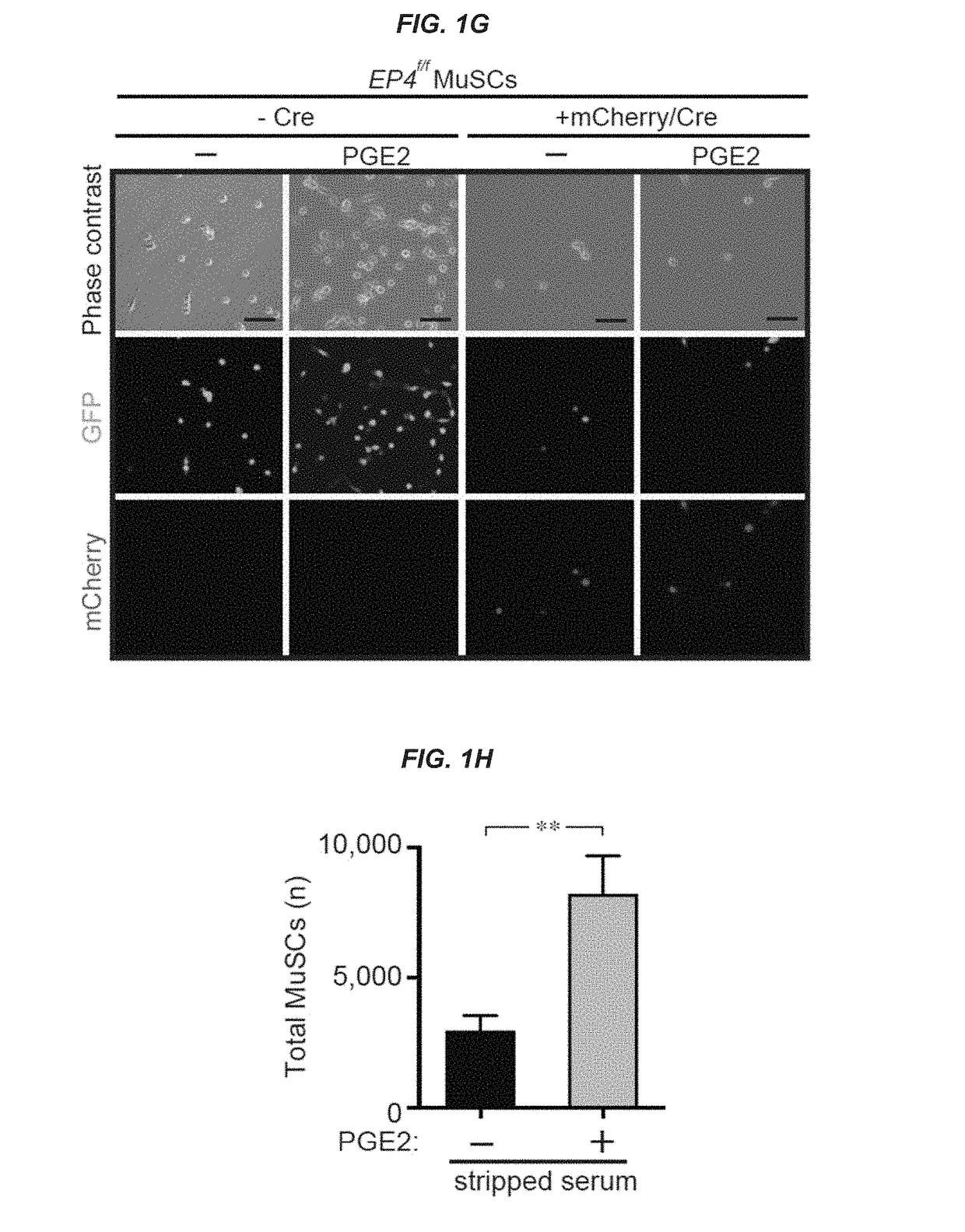 Compositions and Methods for Muscle Regeneration Using Prostaglandin E2