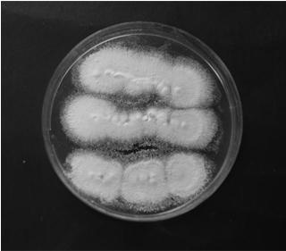 A strain of Beauveria bassiana bbjl-01 with strong pathogenicity to the last instar larva of Cryptomeria caterpillar